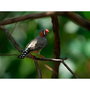 Appareil Photo Reflex Sony ILCE-7M4