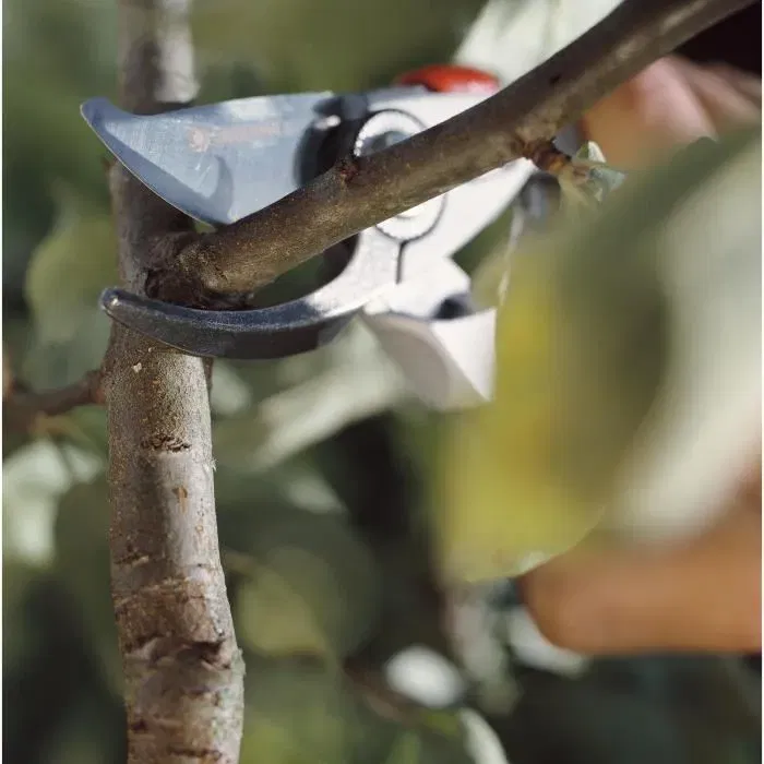 Gardena Sécateur BP 50 Premium - Lames franches en acier inox - Ø 24 mm max - Poignée ergonomique - Garantie 25 ans