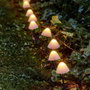 Lumineo Set de piquets LED de jardin Mini Champignon Blanc (20 Unités)身