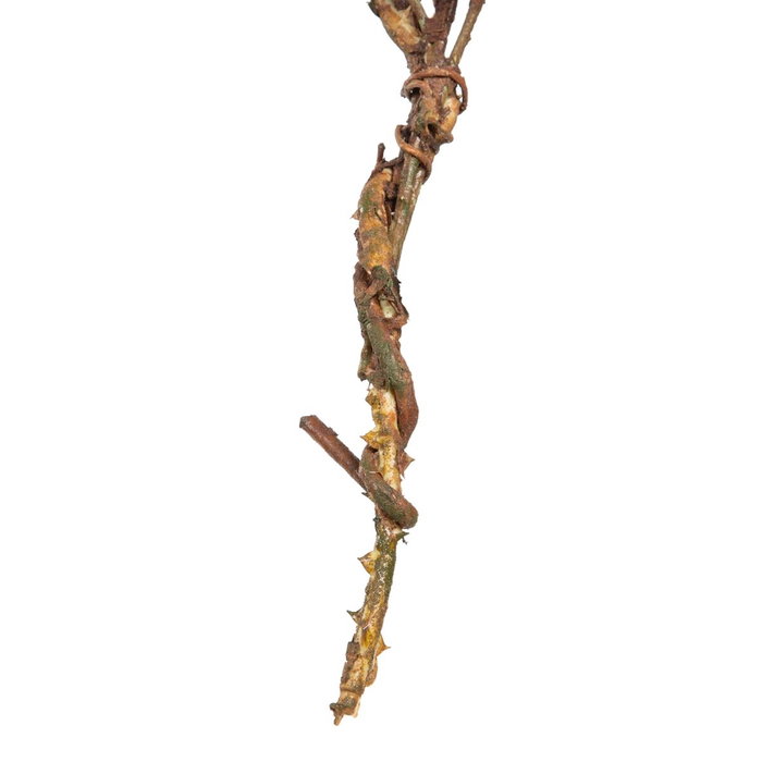 BigBuy Home Fleur décorative Vert Rose 30 x 10 x 91 cm