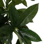 BigBuy Home Plante décorative 50 X 50 X 70 CM