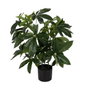 BigBuy Home Plante décorative 50 X 50 X 70 CM