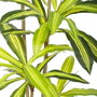 BigBuy Home Plante décorative Polyuréthane Ciment 180 cm