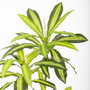 BigBuy Home Plante décorative Polyuréthane Ciment 180 cm