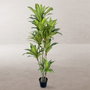 BigBuy Home Plante décorative Polyuréthane Ciment 180 cm