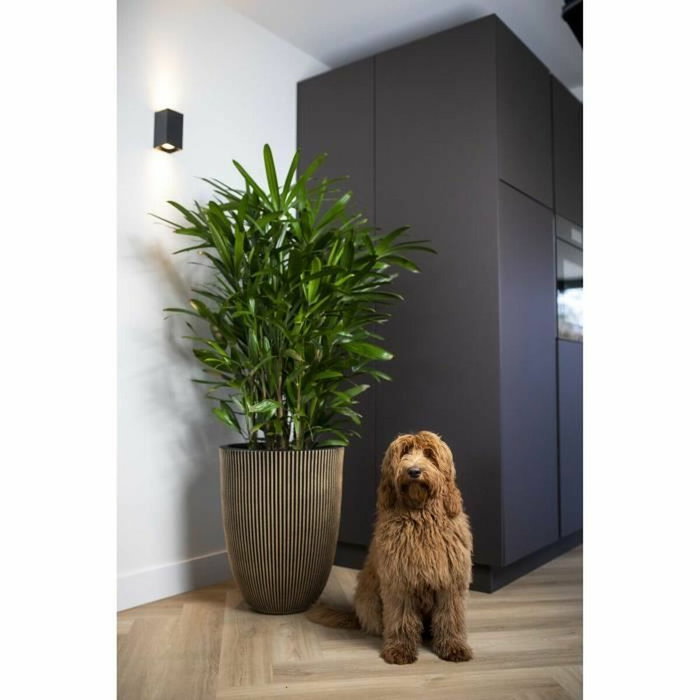 Capi Europe Vase élégant GROOVE - 34x46 cm - Noir et doré