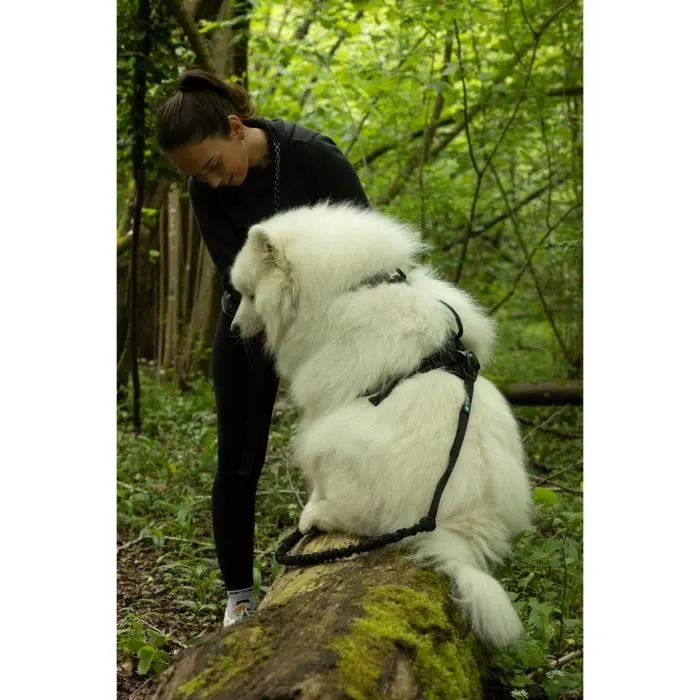 Cani C Gear Harnais pour chien Symbioz, taille S, couleur Noir et Bleu - Harnais ergonomique ajustable pour activités quotidiennes et sportives