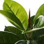 BigBuy Home Plante décorative Ficus 40 x 40 x 75 cm