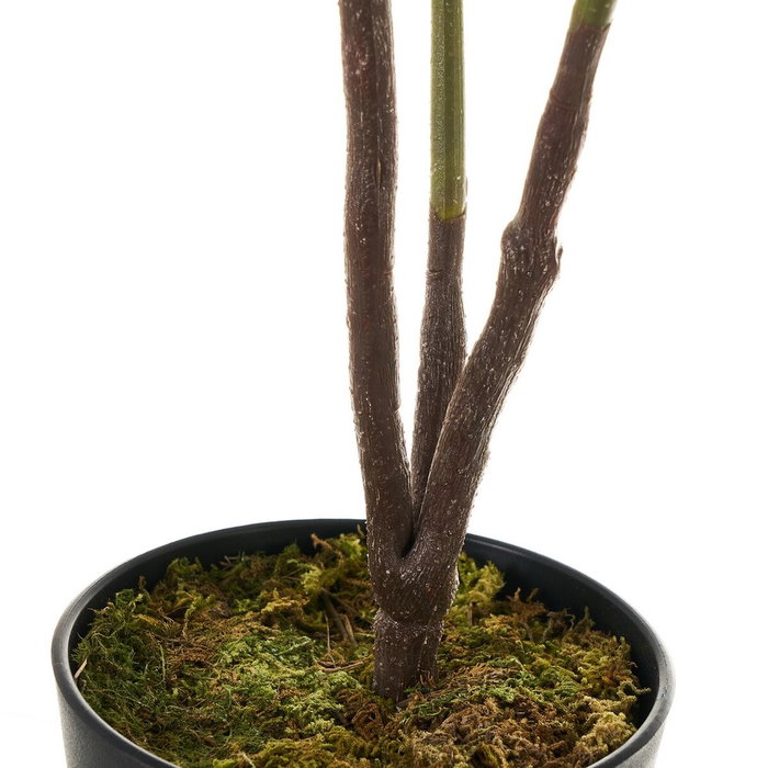 BigBuy Home Plante décorative Ficus 40 x 40 x 75 cm