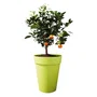 ELHO Pot de fleurs Loft Urban rond, réservoir d'eau intégré, Ø 34 x H 45.6 cm, 23 litres, blanc, intérieur/extérieur