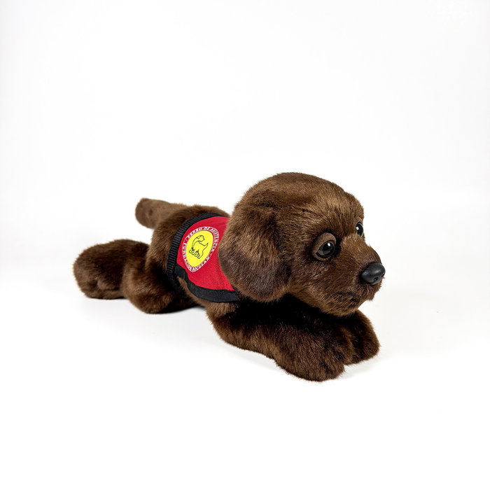 Bocalan Peluche Labrador Chocolat avec gilet - 21 cm - Décoratif et contributif - 939D00248