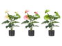 Ibergarden Maceta Flor Flamingo Surtidos Col 65 cm Plastique Vert/Morado/Blanc (Set de 6)