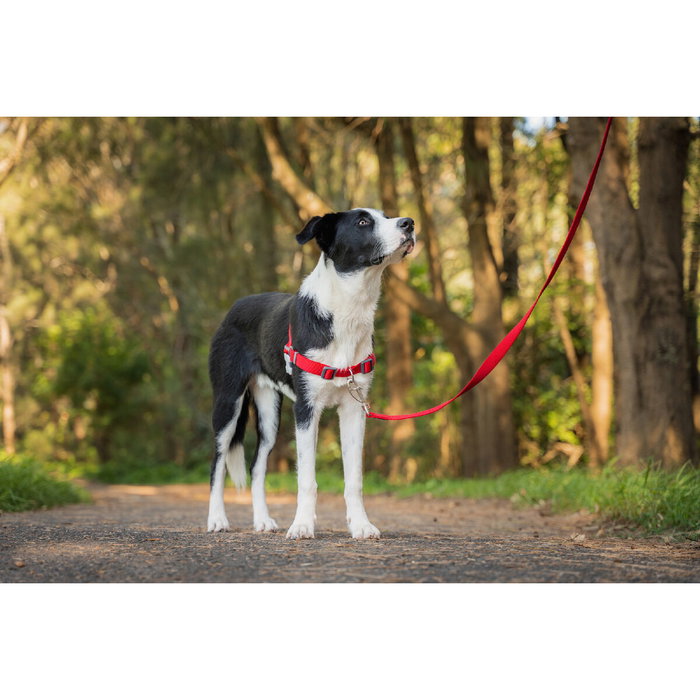 Red Dingo Harnais pour Chien Rouge S Red Dingo Harnais pour Chien Rouge S