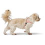 Harnais pour Chien Hunter SOHO MINI Rose XS