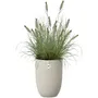ELHO Sereh Haut 30 - Pot de fleur haut 22 litres Beige pour balcon, intérieur et extérieur - 30 x 29.5 x 41 cm, 100% recyclé