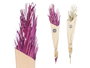 Giftdecor Ramillete Hojas Palmera Surt Morado Y Naturel 26x100x4 cm Matière Végétale Séchée Lavande Vert (Set de 20)