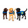 DEQUBE Labrador Retriever Canela avec Gilet Bocalán
