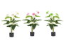 Ibergarden Maceta Flor Flamingo 90 cm 95x50x50 cm Plastique Couleurs Assorties (Set de 6)