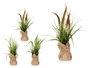 Ibergarden Planta Saco Grande Junco Couleurs Assorties 13x46x13 cm (Set de 12)
