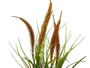 Ibergarden Planta Saco Grande Junco Couleurs Assorties 13x46x13 cm (Set de 12)