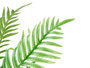 Ibergarden Plante Areca Artificielle 120cm