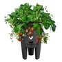 Elho Pot de culture à fraises Green Basics - Ø 33 x H 42 cm - Noir - Pour extérieur - 100% recyclé - Optimisé pour la récolte