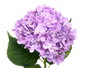 Ibergarden Branche Fleurs Lilas 62 cm Plastique Vert Lila Décoration (Set de 12)