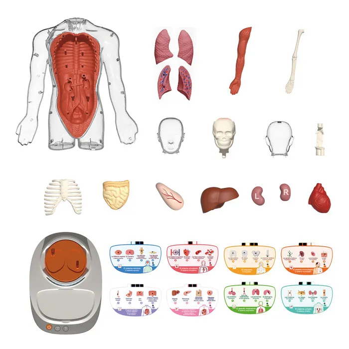 Canal Toys So Science Corps Humain Interactif 3D avec organes amovibles et quiz éducatif