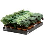 Day Plante artificielle de 15 cm de hauteur