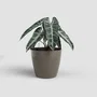 Artevasi - San Remo SWS 42 BR - Pot de fleurs avec pieds - Intérieur/Extérieur - Plastique résistant UV - Taupe - Ø42.7 x H39.5 cm - 42.3 L