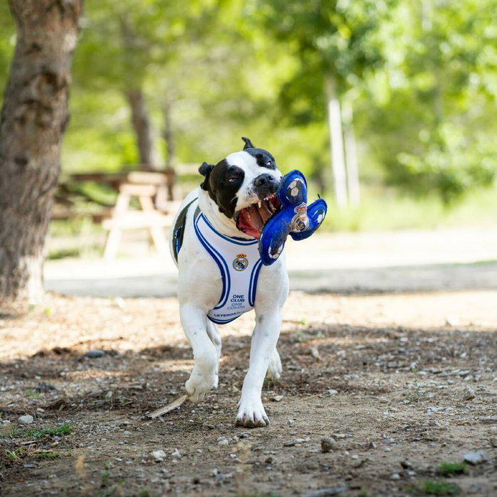 Frisbee Real Madrid C.F. Bleu 23,0 x 23,0 x 3,0 cm