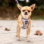 Cerdá T4M:M/L Harnais pour chien Disney méchantes (villanas), taille M/L, couleur gris