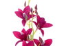 Ibergarden Pot en Terre Cuite Violet 10x50x25 cm avec Métal et Ciment (Set de 6)