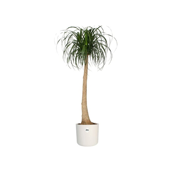 Elho Pot de fleurs rond B.FOR Soft - Leaf Green Elho Pot de fleurs rond B.FOR Soft - Leaf Green