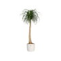 Elho Pot de fleurs rond B.FOR Soft - Leaf Green