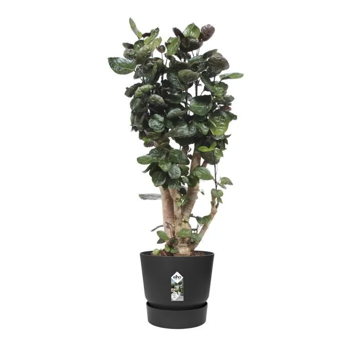 Elho Pot de fleurs rond Greenville - Noir - Résistant au gel - Avec réserve d'eau intégrée - Ø 47 x H 44 cm - 100% plastique recyclé