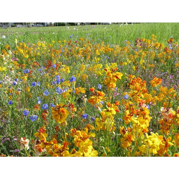 BHS - Mélange de graines de fleurs vivaces pour attirer et nourrir les oiseaux du jardin (Mésanges, Pinsons) - 18 variétés - 230 g