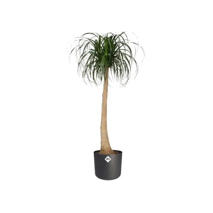 ELHO Cache-pot intérieur rond B.for Soft Noir - Diamètre 35 cm, Hauteur 32 cm - Design doux et arrondi - 100% recyclé - Étanche pour surfaces délicates