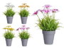 IBERGARDEN Maceta Flor Abierta Surt 4 - Lot de 24