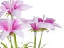 IBERGARDEN Maceta Flor Abierta Surt 4 - Lot de 24