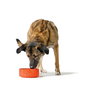 Mangeoire pour chiens Hunter OSBY Orange Céramique 2,5 L