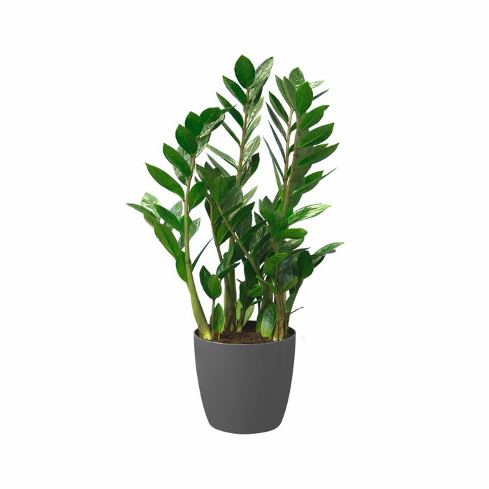 Elho Lot de 2 pots de fleurs Brussels Rond Noir - 17 L