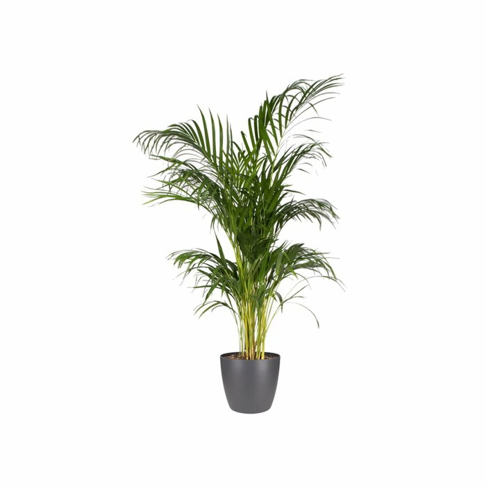 Elho Lot de 2 pots de fleurs Brussels Rond Noir - 17 L