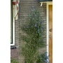 Nature Grillage Rectangulaire en Acier Galvanisé 42,5xH145cm - Vert