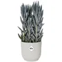 Elho Pot de fleurs rond Vibes Ø 30 x H 27 cm pour intérieur 100% recyclé blanc - fabrication durable