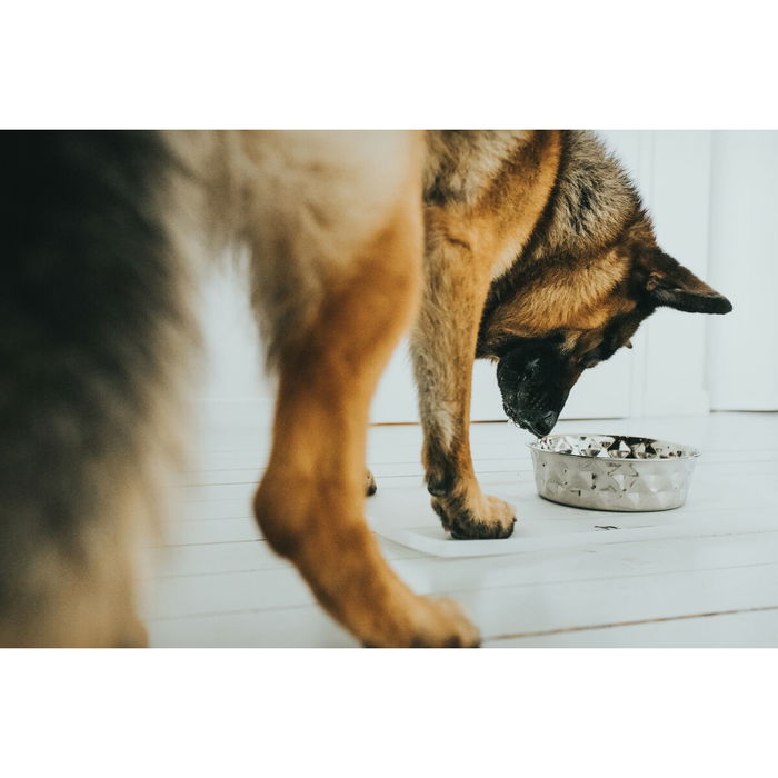 Mangeoire pour chiens Hunter Silicone Acier inoxydable 350 ml Mangeoire pour chiens Hunter Silicone Acier inoxydable 350 ml