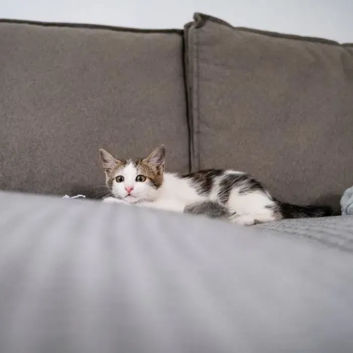 MUZO - Stop'Griffes - Lot de 24 bandes anti-griffes pour chat - Transparentes - Inoffensives pour les animaux et environnement