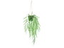 IBERGARDEN Plante suspendue à larges feuilles Verde + Negro