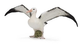 COLLECTA Albatros Errante - Taille L