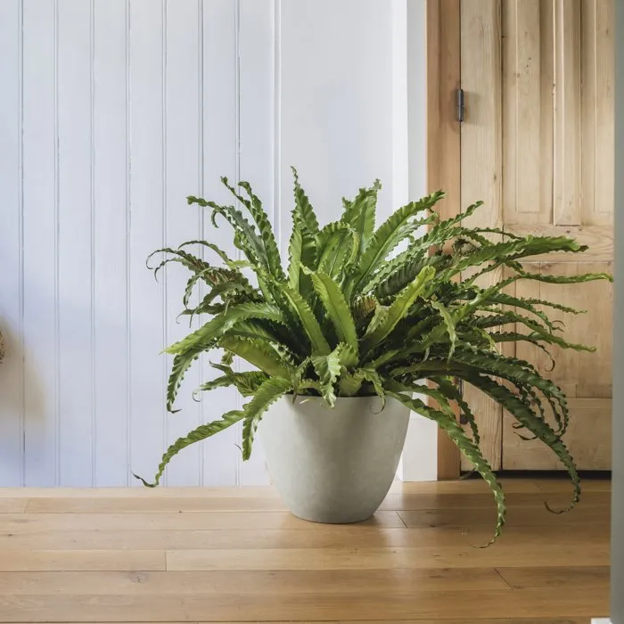 Element Pot de fleurs rond Ø 40 cm EDA - 26,2 L avec système de drainage - Cache-pot intérieur et extérieur résistant - Ø 39,4 x H 31,6 cm - Couleur kaki Element Pot de fleurs rond Ø 40 cm EDA - 26,2 L avec système de drainage - Cache-pot intérieur et extérieur résistant - Ø 39,4 x H 31,6 cm - Couleur kaki